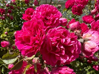 Summer Pink Rose Garden Blooming. Lush Botanical Flower Bed Decor.