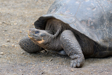 Tortuga gigante de galápagos - Centro de Crianza - Isla Isabela - Islas Galápagos - Ecuador