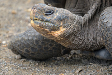 Tortuga gigante de galápagos - Centro de Crianza - Isla Isabela - Islas Galápagos - Ecuador