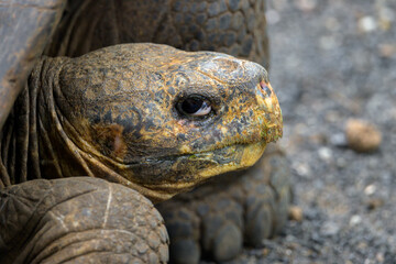 Tortuga gigante de galápagos - Centro de Crianza - Isla Isabela - Islas Galápagos - Ecuador