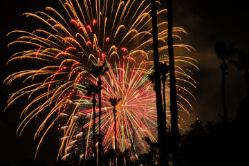 Fireworks Through The Palm Trees