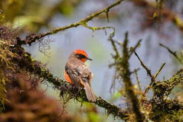 Pájaro Brujo pequeño macho - mosquero de Galápagos - Pyrocephalus nanus - Isla Isabela - Islas...