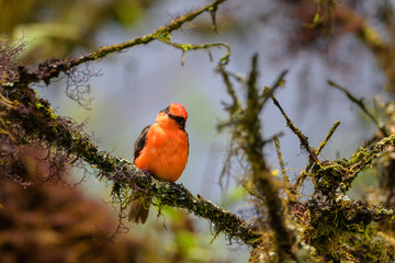 Pájaro Brujo pequeño macho - mosquero de Galápagos - Pyrocephalus nanus - Isla Isabela - Islas Galápagos - Ecuador