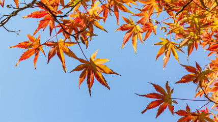 青空に映える黄金色の日本の紅葉