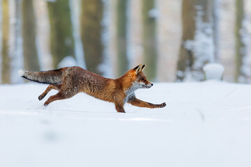 male red fox (Vulpes vulpes) stands and is very attentive and shy
