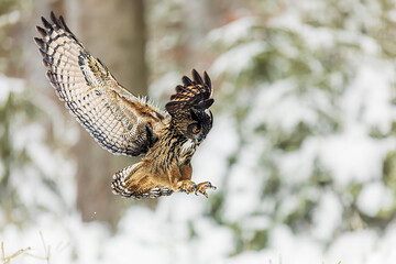male Eurasian eagle-owl (Bubo bubo) in the snowy woods he flies and wants to land