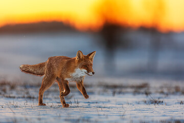 male red fox (Vulpes vulpes) running through the winter landscape and the sun rises