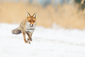 male red fox (Vulpes vulpes) beautiful portrait in winter