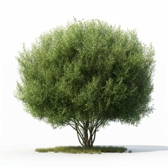 A fluffy and dense full bush plant on white background