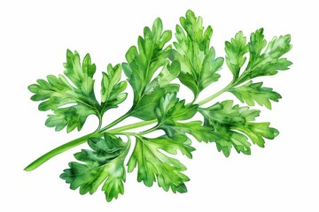 A bright watercolor depiction of parsley, with its curly leaves vividly detailed, isolate on white background with copy space