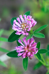 Colorful plants in summer garden