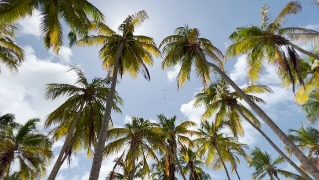 palmeras de coco en una isla del caribe en verano de vacaciones en la playa