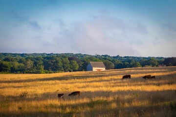 Picturesque rural landscape featuring a barn and grazing cows under a clear blue sky.
