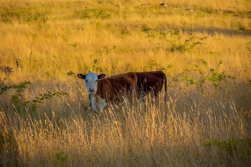 Cow standing in a field of tall golden grass during sunset with a bird in the background