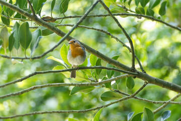 European robin (Erithacus rubecula) sitting on a tree branch in Zurich, Switzerland