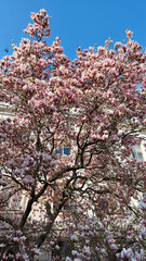 Magnolia tree is blooming in front of a residential building, covering its facade with pink flowers