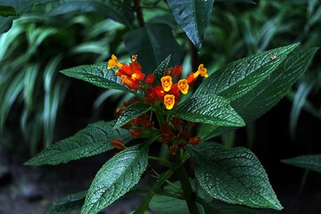 red and yellow butterfly