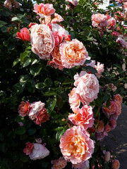 Vibrant pink and orange roses blooming in a lush garden, adding elegance and beauty to any space. Perfect for a romantic touch or a pop of color. Ideal for summer vibes and outdoor joy
