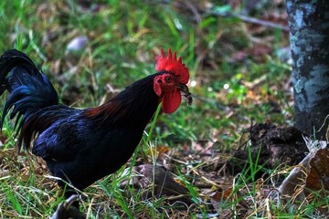 chicken in the grass
