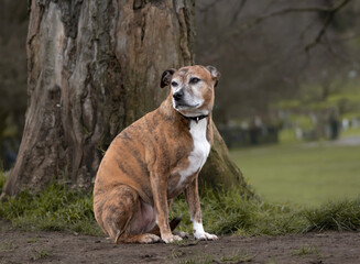 A portrait of an old brindle English Staffordshire bull terrier sitting by a tree in a green park,...