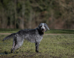 A Bedlington Whippet with a silver coat standing calmly in a green park. Full body dog portrait
