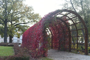 A beautiful park gazebo covered with ivy and red leaves.
