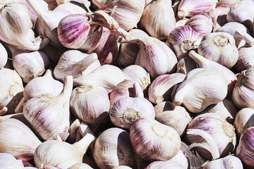 Freshly Harvested Garlic Bulbs In A Pile