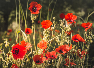 Obraz premium Bright red poppy flower in poppy field in macro with blurred background in Tien Shan mountains in Pamir for background landscape minimalism