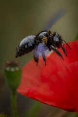 Holzbiene auf Mohnblume