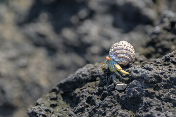 Pequeño molusco - caracol sobre roca - Isla Isabela - Islas Galápagos - Ecuador