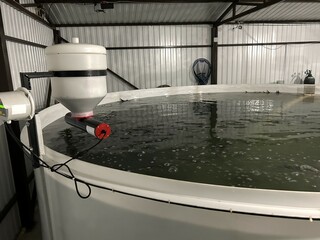 filtered water pours from plastic pipes into a pool of water where sturgeon are grown, the concept...