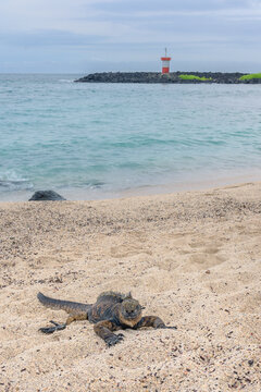 Bah&iacute;a de costa de mar con iguana marina en primer plano y faro detr&aacute;s - Punta carola - Isla San Crist&oacute;bal - Islas Gal&aacute;pagos - Ecuador