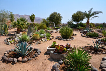A variety of succulent plants and cacti grow in decorative flowerbeds on the sand as decoration and decoration of the hotel © Serhii