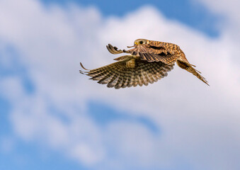 Female American Kestrel in flight under a clbeautiful sky