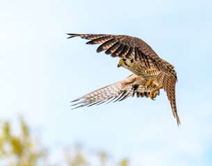 Female American Kestrel in flight under a clbeautiful sky