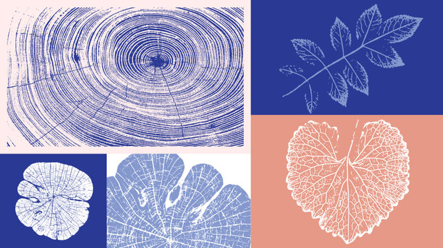 Decorative leaf prints and wood block prints. Monotone pink and blue botanical tree rings impression print.