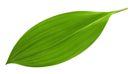 Lily of the valley Leaf, isolated on white background, full depth of field © grey