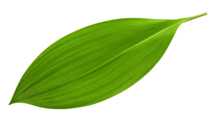 Lily of the valley Leaf, isolated on white background, full depth of field