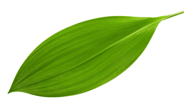 Lily of the valley Leaf, isolated on white background, full depth of field