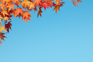 Fall Maple Branches with Leaves on Blue Sky Background