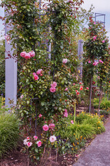 Exquisite varieties of climbing roses in the rose garden. Vertical photo