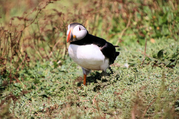 A view of an Atlantic Puffin on Skomer Island