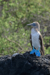 Piquero de patas azules - Pájaro bobo de patas azules - Sula nebouxii - Islas Galápagos - Ecuador