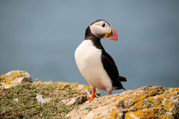 A view of an Atlantic Puffin on Skomer Island