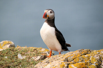 A view of an Atlantic Puffin on Skomer Island
