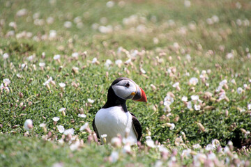 A view of an Atlantic Puffin on Skomer Island