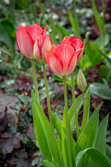 pink tulip in the garden