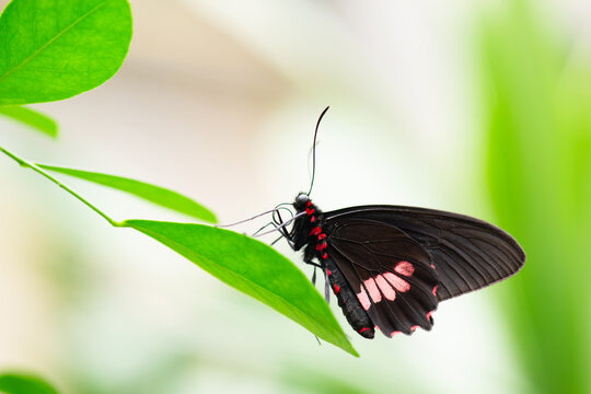Parides eurimedes butterfly sitting on a green  leaf, mylotes cattleheart insect, true cattleheart