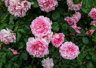 Climbing pink rose Mecklenburg. Exquisite varieties of roses in the rose garden
