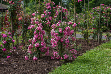 Climbing roses holding on to trellises, over walls, fences, archways and obelisks